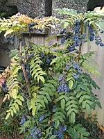 Mahonia bealei (prise a Lyon)(2)